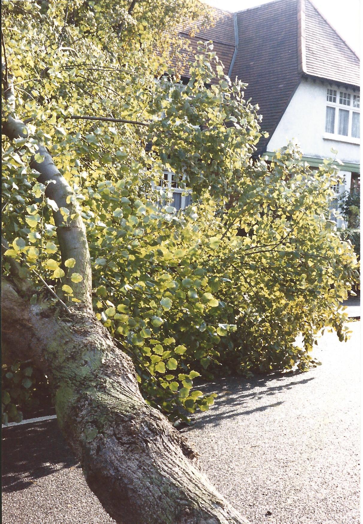 Archive Photos The Great Storm of 1987 Brentham Garden Suburb